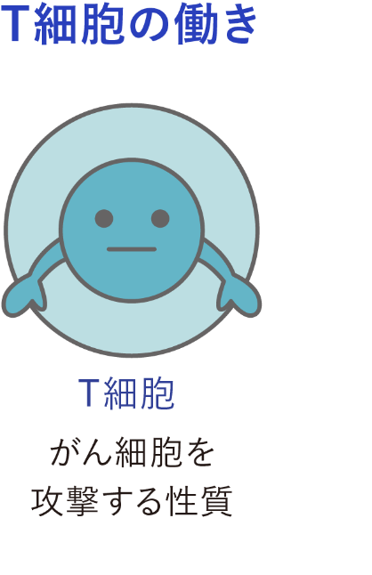 T細胞のはたらき T細胞 がん細胞を攻撃する性質