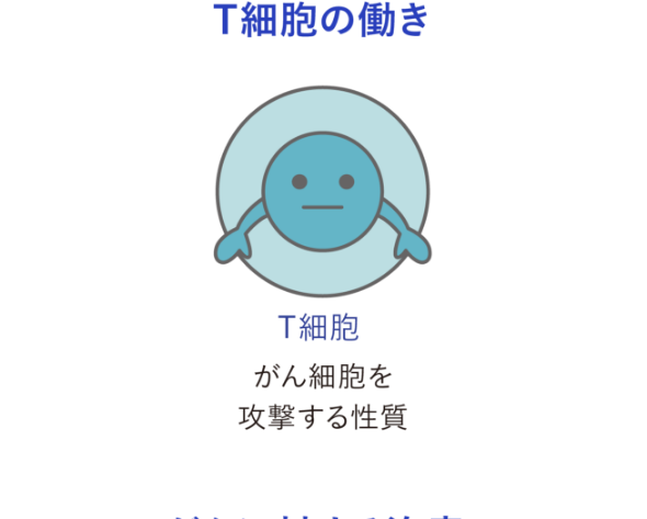 T細胞のはたらき T細胞 がん細胞を攻撃する性質