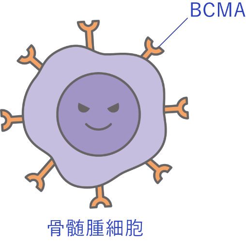 BMCA 骨髄腫細胞 イラスト