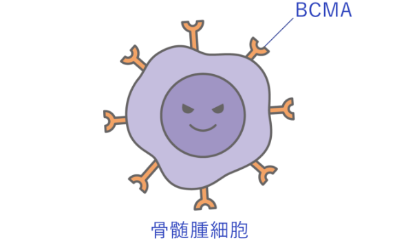 BMCA 骨髄腫細胞 イラスト